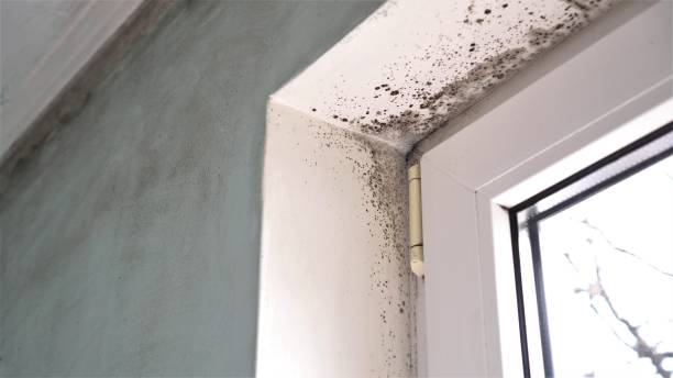 Best Mold Prevention Services  in East Oakdale, CA