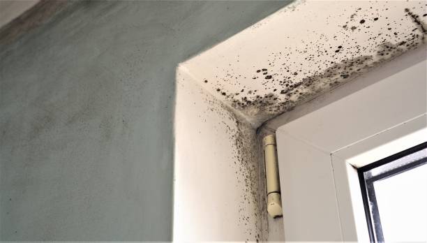 Best Mold-Related Health Consultation  in East Oakdale, CA