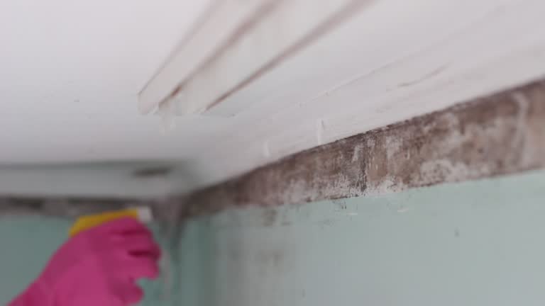 Best Biohazard Mold Removal  in East Oakdale, CA